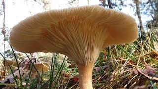 Clitocybe geotropa - Platera