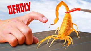 DEADLIEST Scorpion Sting in America! (Director's Cut)