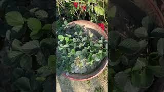 Strawberry in Clay Pot Can Grow in Any Season
