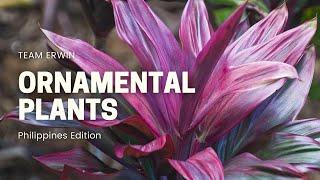 10 Beautiful Ornamental Plants in the Philippines