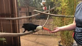 Training a toucans and other animals to target