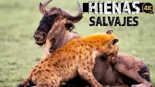 LOS SALVAJES DE LA SABANA: LAS HIENAS  | Documentales Completos en Español (Estados Unidos Dub)