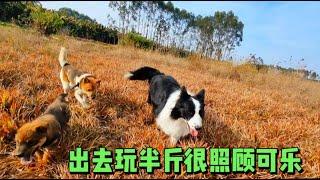 123集：土豆越狱已成常态，可乐学会玩躲猫猫了，彪哥今天有空带它们三个出去钻草丛，半斤还是很照顾可乐的