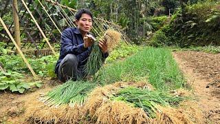 Harvesting Vegetables in Farm Sell - Gardening Growing Turmeric | Solo Survival