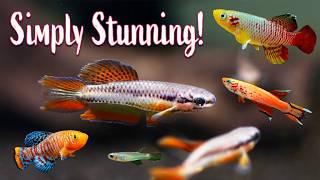 Small Fish, Stunning Colors: Ideal for Your 10-Gallon Fish Tank