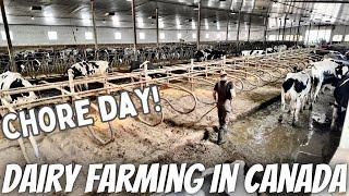 Yet Another Day In The Life Of A Dairy Farmer!