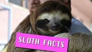 Sloth Facts! Cute, Adorable and Fascinating Information!