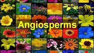 Angiosperms (Flowering Plants)