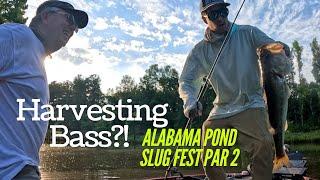 Harvesting Bass!? Alabama Pond Slug Fest Pt.2