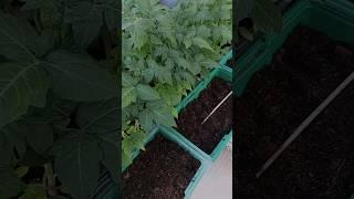 Фокус ТРЮК ДЛЯ ОГУРЦОВ Рассада по быстрому