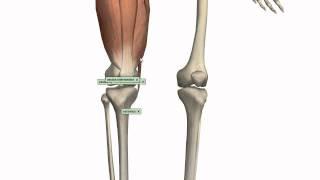 Muscles of the Thigh Part 1 - Anterior Compartment - Anatomy Tutorial