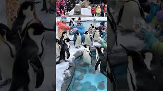 Kids Feeding Penguins at the Zoo!  #zooadventure  #penguinfun