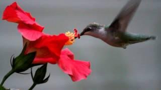 Hummingbird eating from a flower