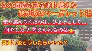 暑過ぎた今年の夏を乗り越えた我が家のマーガレット達、夏越し出来たのはひょっとして◯◯してるからかなぁ？