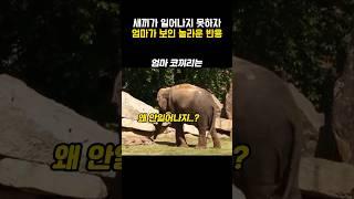 새끼가 일어나지 못하자 엄마코끼리가 보인 반응 #동물 #코끼리