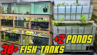 Tour of My Garage Fish Room Breeding Angelfish