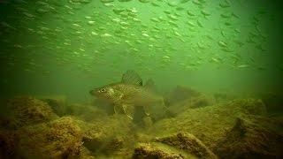 Go With the Flow - River Fishing Smallies and Walleyes