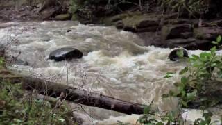 Lynch Creek