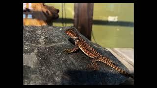 Charmander, Charmeleon, & Charizard BEARDED DRAGON