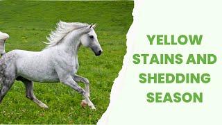 Yellow Stains On Horses Go Away During Shedding Season