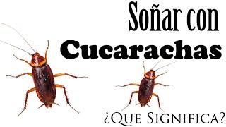 SOÑAR con CUCARACHAS  ¿Que Significa? ¿Que quiere decir?