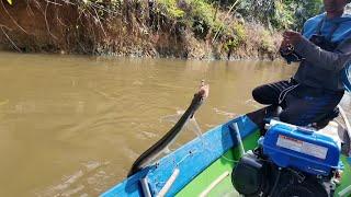 BEGINILAH JIKA IKAN LAGI KELAPARAN