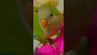 #cute #monah #leo #parrot #лео #монах #flowers