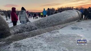 After 5 days, beached whale still amazes Anchorage community