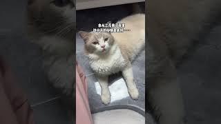 原来开朗只需要一个三花大美女三花猫 猫咪的迷惑行为 记录猫咪日常 萌宠出道计划