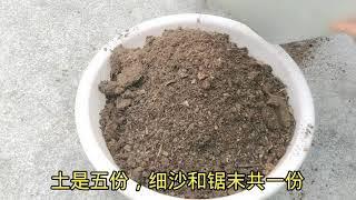 阳台养花种菜，教你不花钱自制营养土，超级简单实用，快收藏