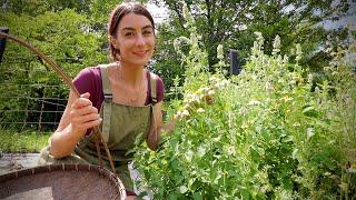 Meet Catnip- A perfect Herb for a Cranky someone!