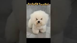 우리 집 순둥이 강아지를 누가 그랬어?!