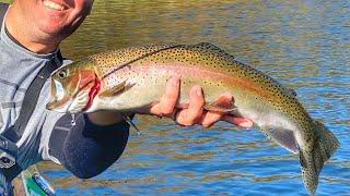 Wild rainbow trout fishing, Nor-Cal lakes!