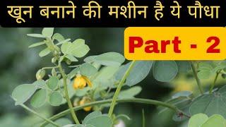 पवाड़ (चक्रमर्द) की पहचान, फायदे व प्रयोग करने का तरीका_benefits and use PaWad (Chakramard)