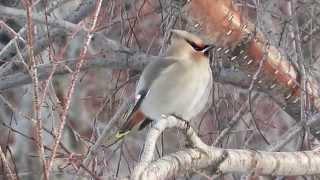 Winter Birding