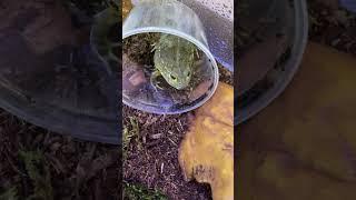 MY NEW PIXIE FROG, African bullfrog #newarrivals #pixiefrog #africa #Ediblebullfrog #frog #unboxing