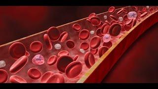 Anatomy and Physiology of Blood / Anatomy and Physiology Video