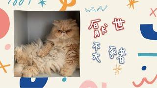 奀豬日常｜厭世｜拍屁屁｜異國長毛貓｜寧願做隻貓｜be a cat