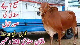 Today Multan Cow Mandi Fresh Video | Multan Mandi ki Video || Global Village Farming