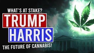 Trump Vs Harris: The 2024 Cannabis Showdown!