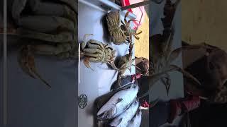 Crabbing by Boat Garibaldi #fishing #outdoor #crabbbing #travel #adventure #fisherman #boating #crab