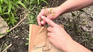 How to harvest Groundsel or Ragwort (Packera) seeds