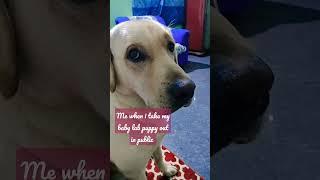 Popular!! #puppy #mike #lab #shorts #https://youtube.com/channel/UC3bqUS-9VYZGoPLfDuugQWg