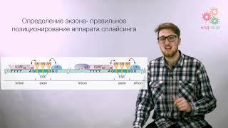 Реализация геномной информации. Различные процессы, сопровождающие транскрипцию. Часть 1