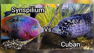 Vieja synspilium vs Cuban Cichlid (Battle for Dominance)