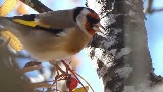 Aves da Serra da Estrela - Penhas da Saúde - Lugre, Cruza bico, Tordo zornal