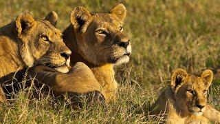 Lion Documentary - Lion Pride of Bostwana | Wild Planet Full HD