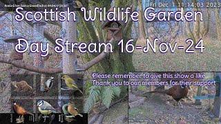 Day Stream November 16th 2024 | Bird Feeders, Wildlife Cameras Scotland UK from SWG