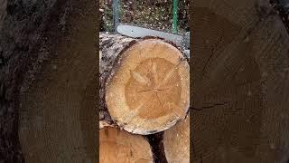 Пила аккумуляторная CAIMAN ENO CSTi14#gardening  #садоваятехника #shortsvideo2024 #дачасадогород#