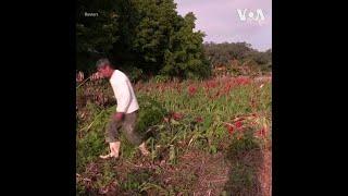 香港花市取消 花农烧毁卖不出去的鲜花